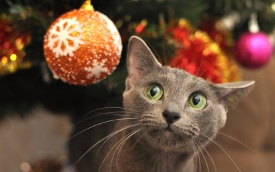 8 Ways to Ensure a Happy Holiday Season for Your Pets