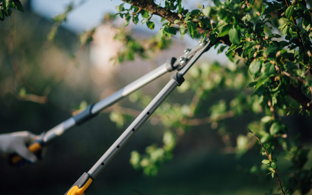 When to Trim Trees