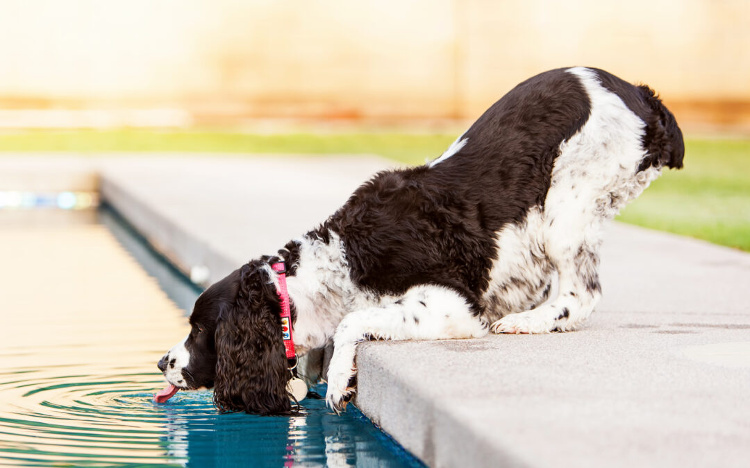 Pool Safety 101: Preventing Accidents and Liability Risks