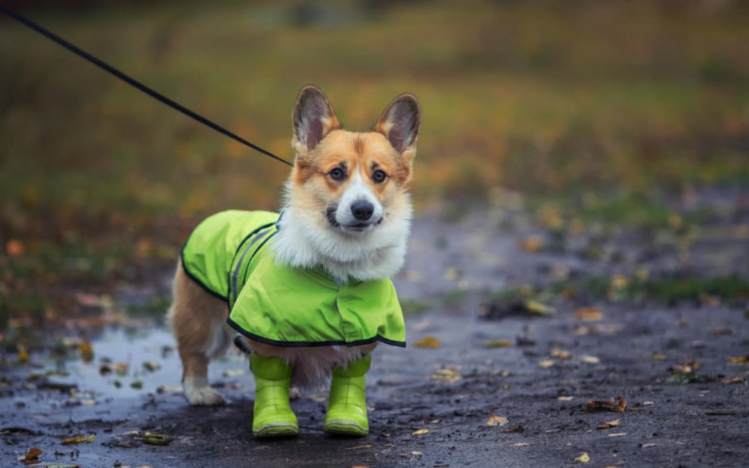 5 Ways to Prepare Your Pets for Hurricane Season